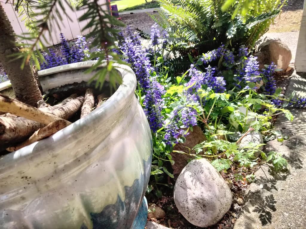 Sunlit Garden Corner