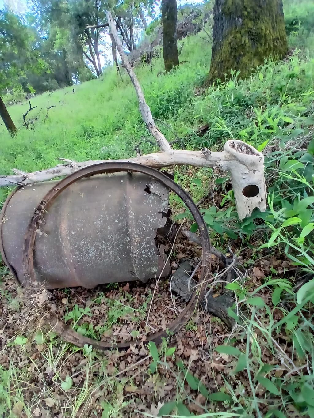 Rust and Root Relics