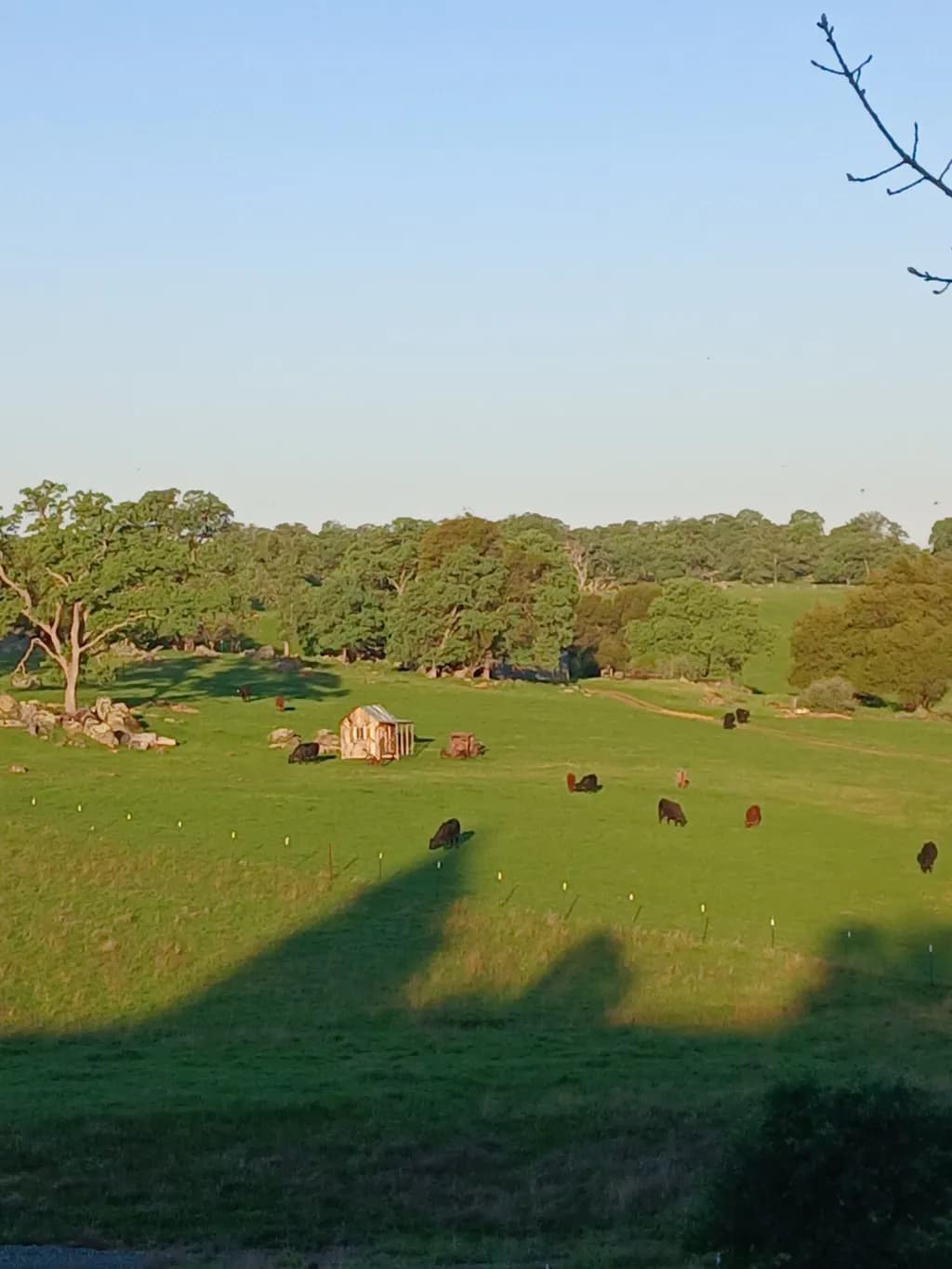 Pastoral Shadows