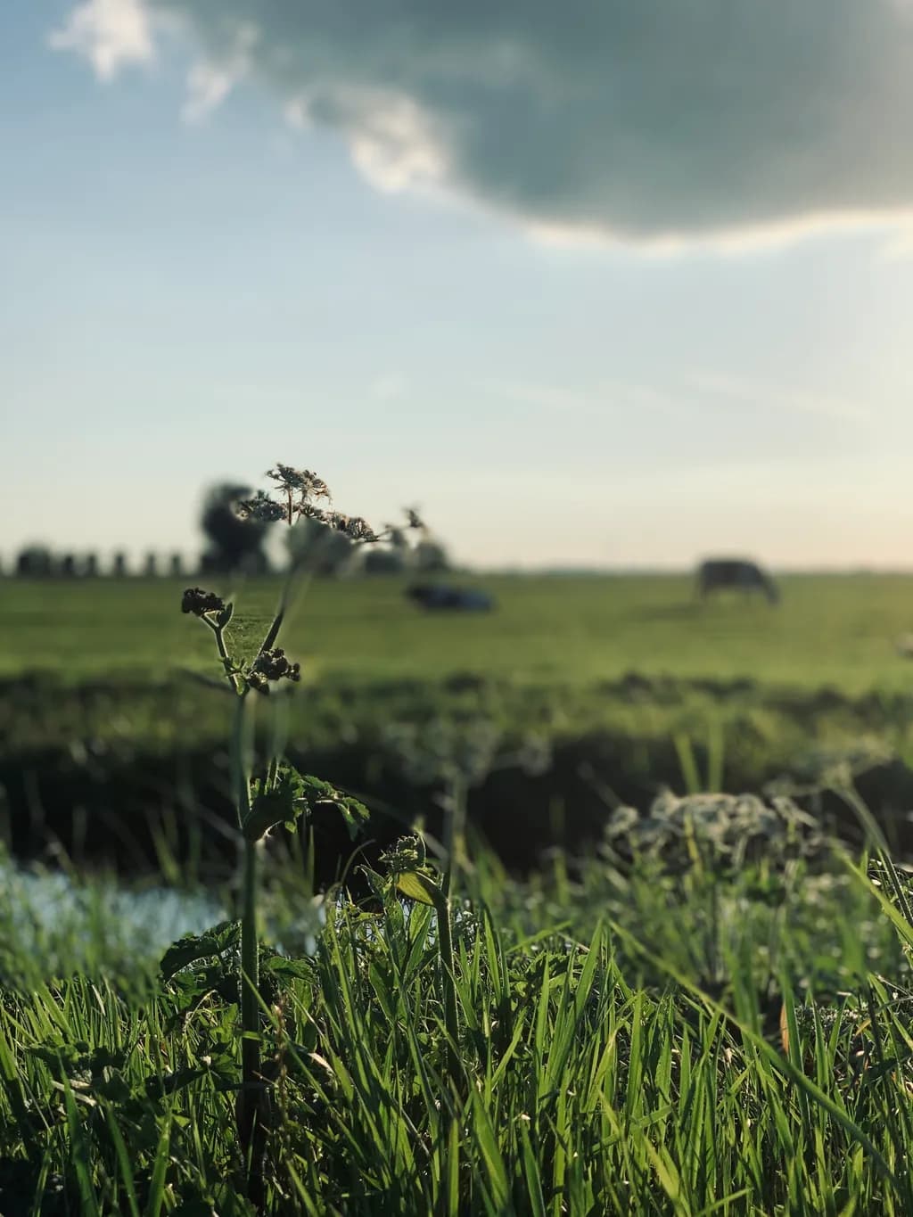 Meadow Focus