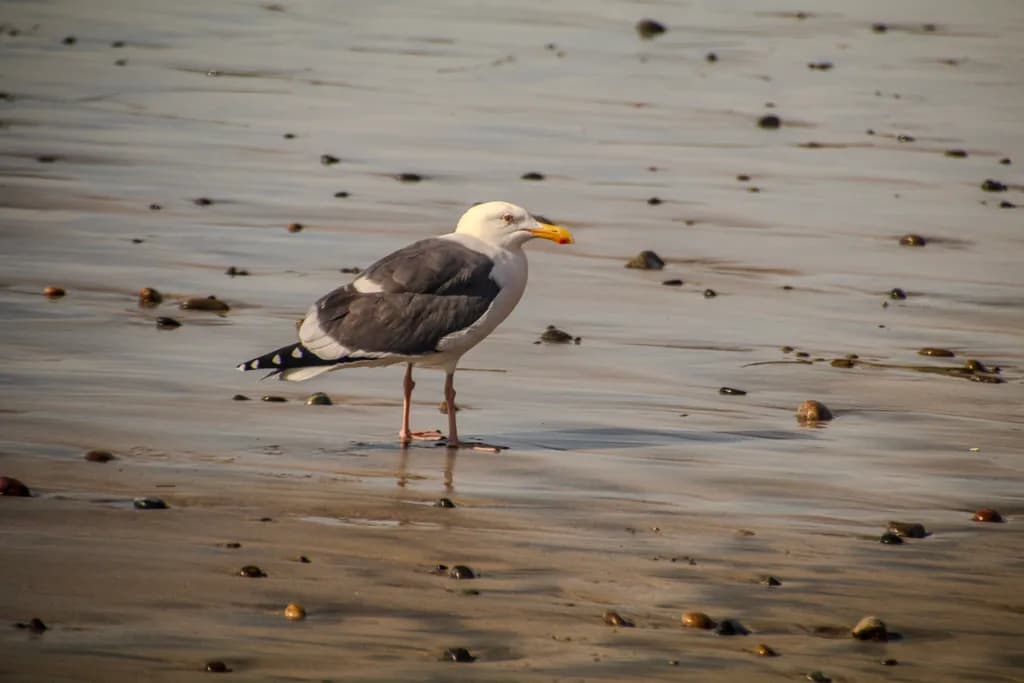 Lone Shorebird