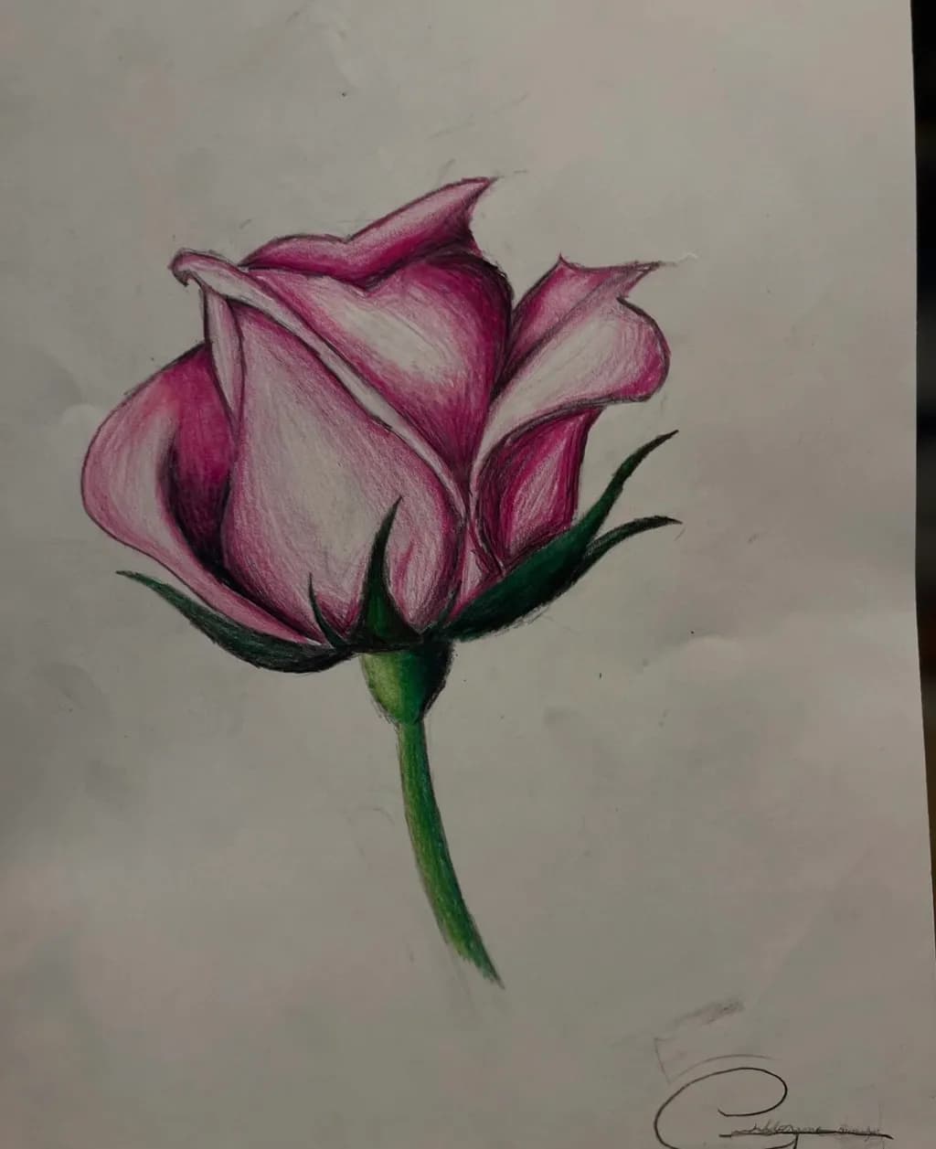 Blushing Rose