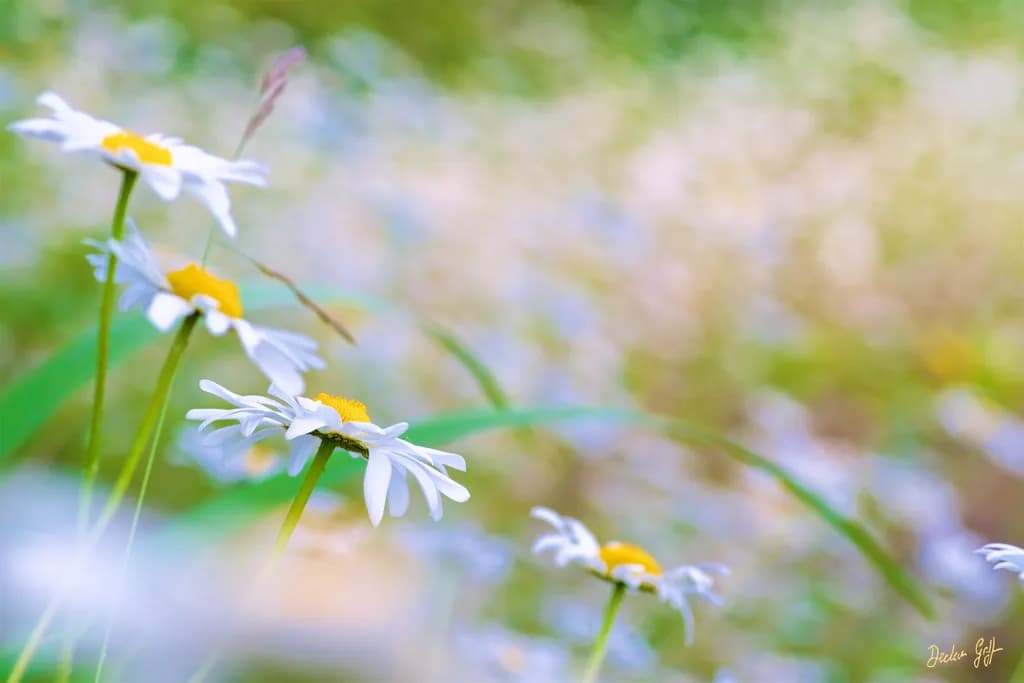 Wildflower Ox-eye Daisy