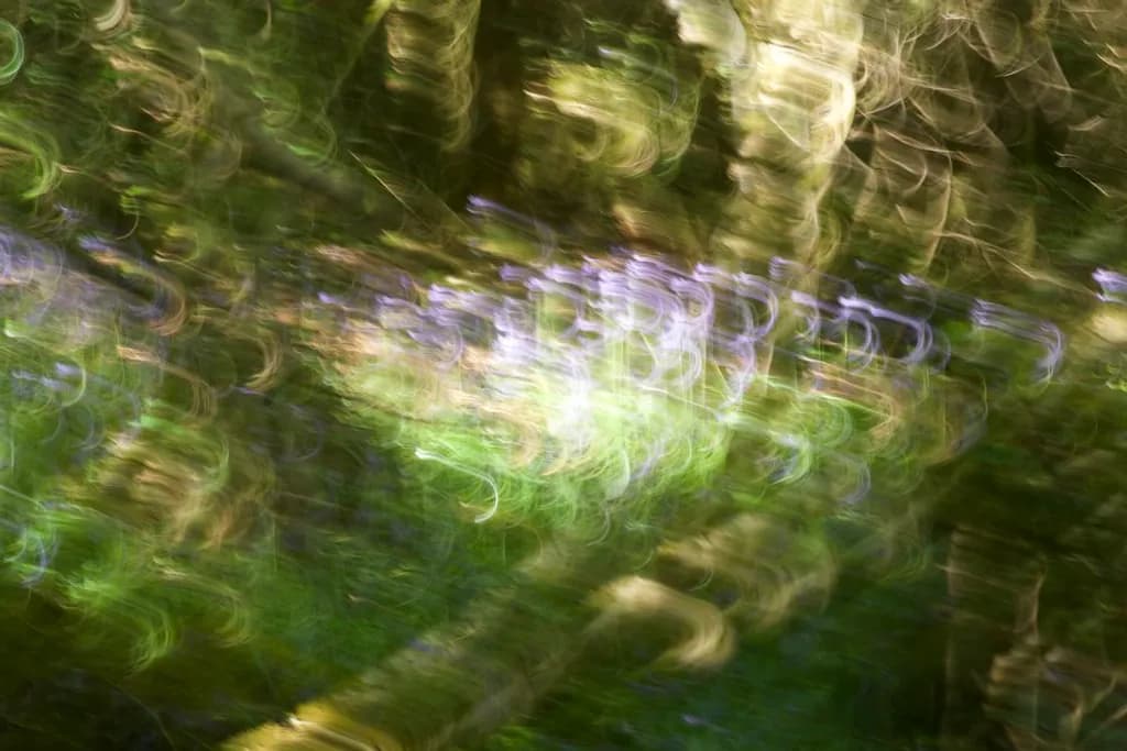 Bluebells Dance