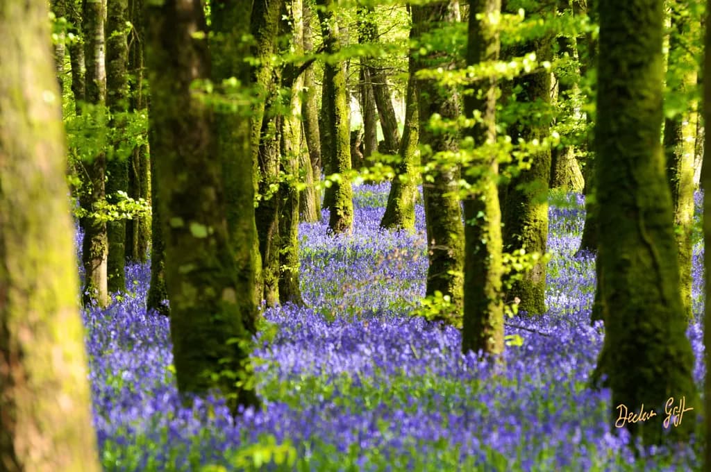 Bluebell Grove