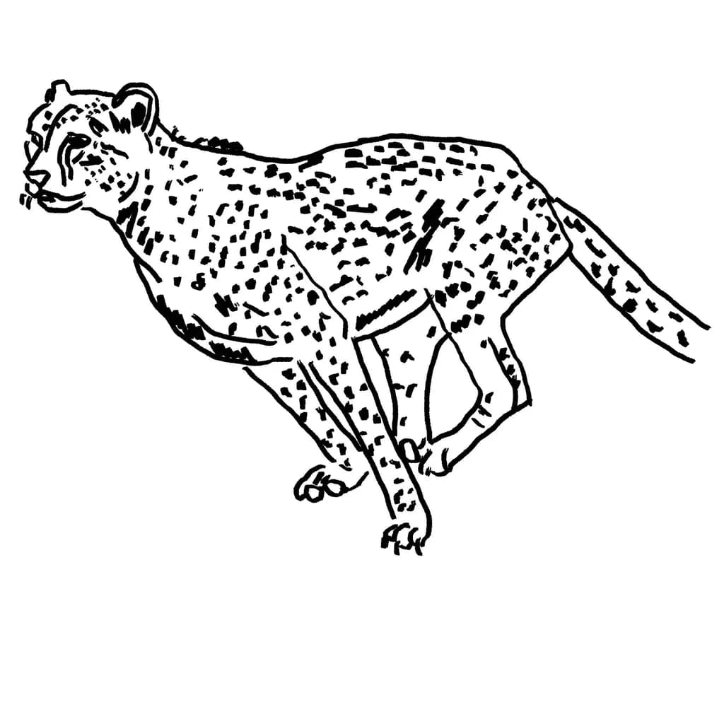 Leopard in Motion