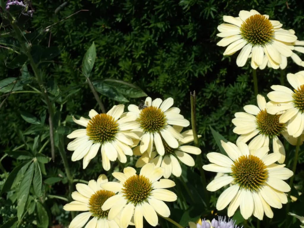 Yellow Coneflowers Cluster