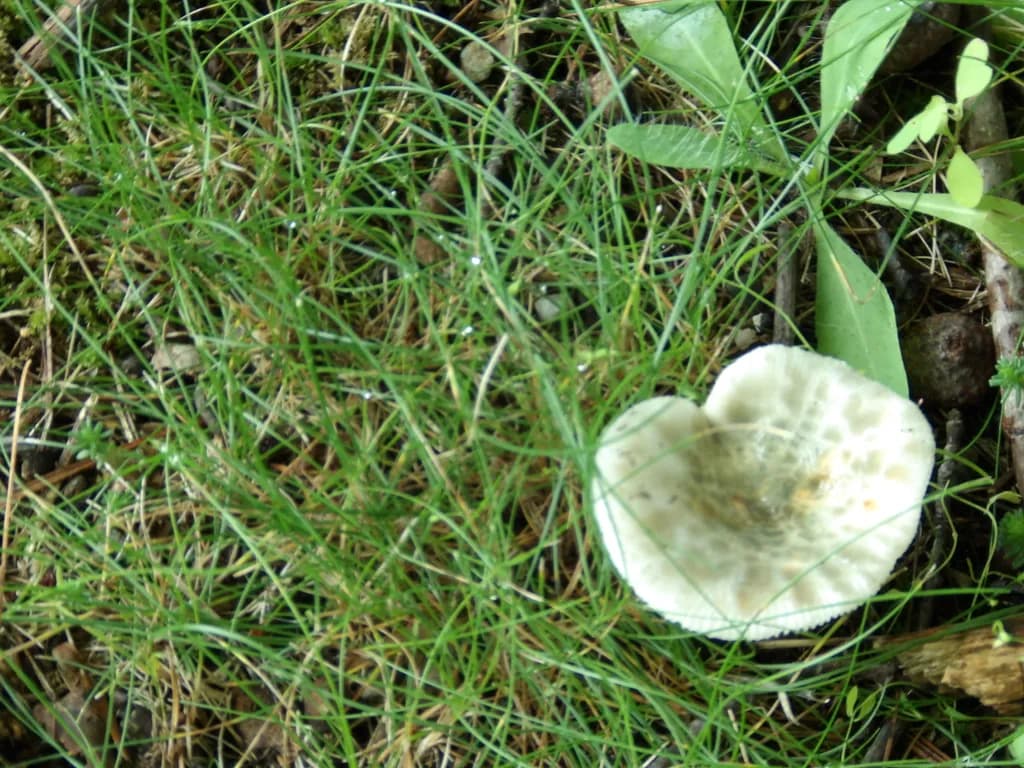 White Mushroom in Grass