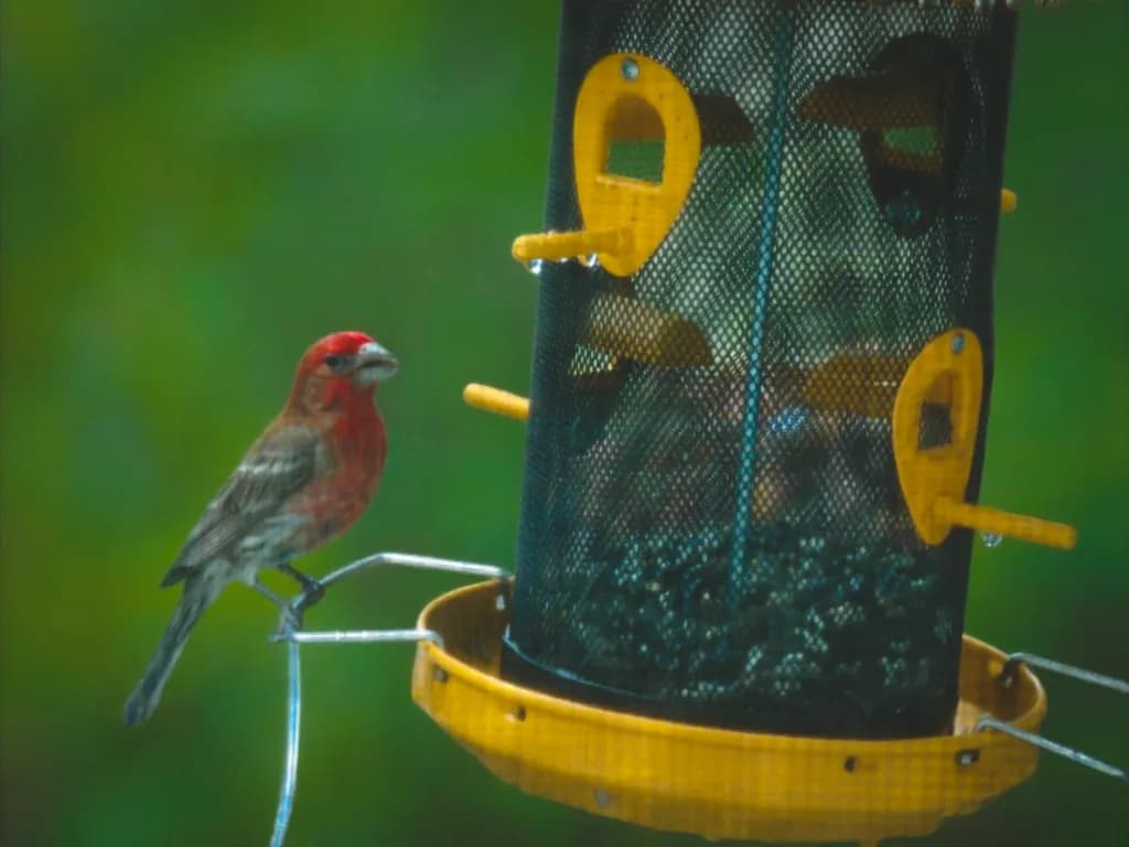 Red Bird at Birdfeeder