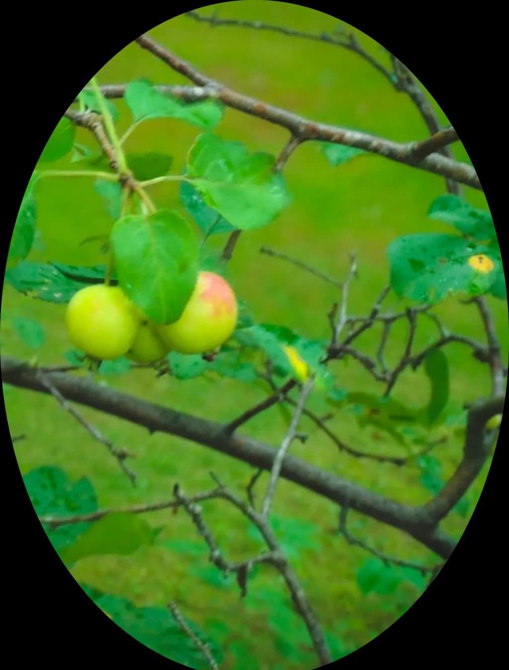 Ripening Apples Cluster