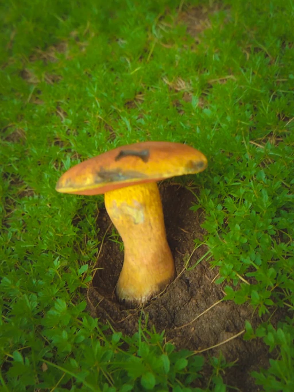 Golden Mushroom in Grass