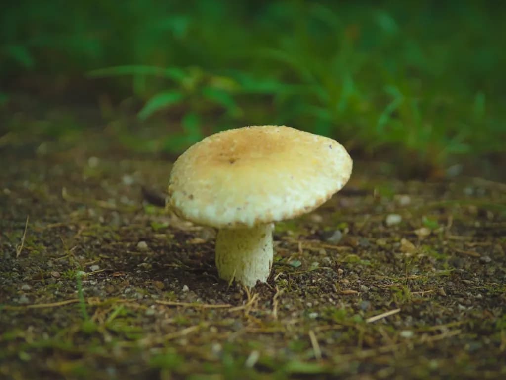 Forest Mushroom