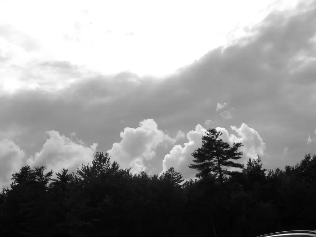 Forest Silhouette