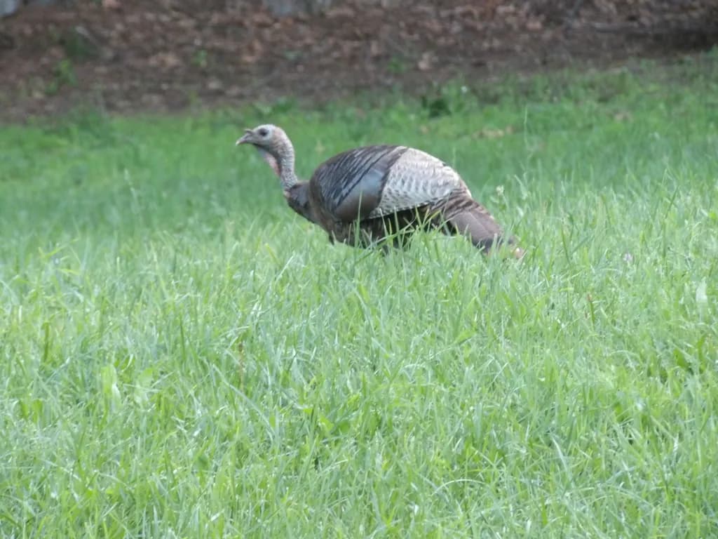 Field Wanderer