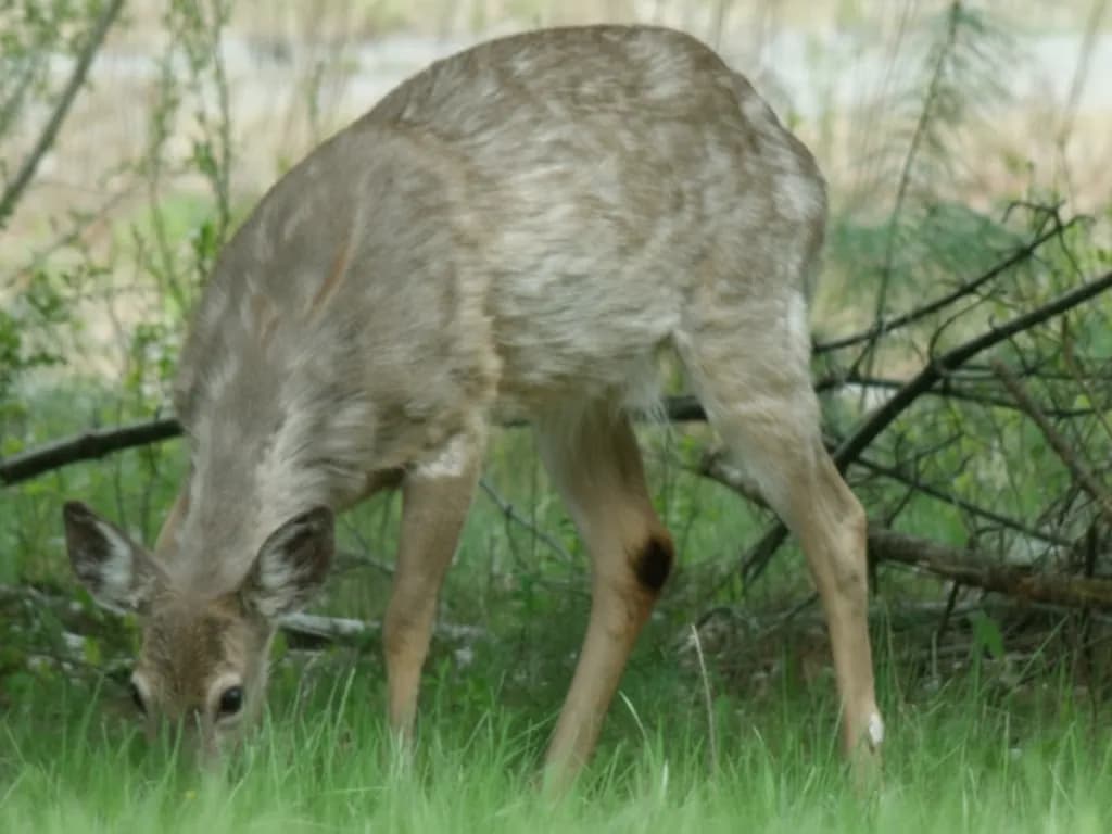 Grazing Deer