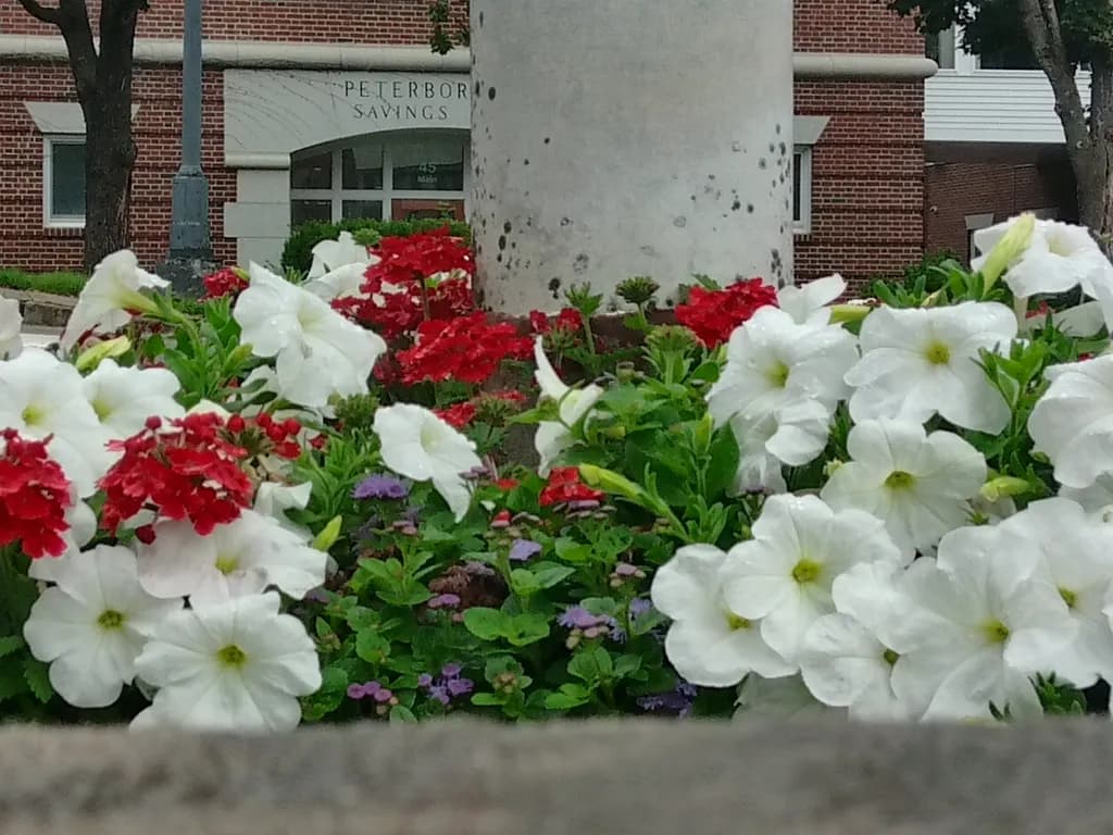 Garden Contrast