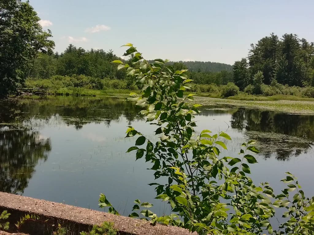 Quiet Reflection