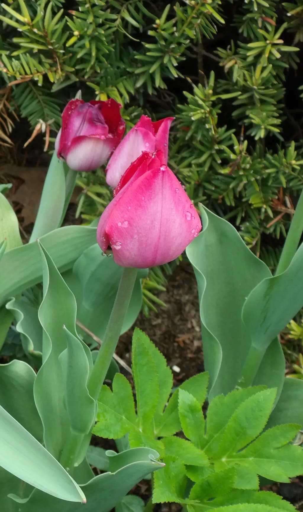 Pink Tulip Trio