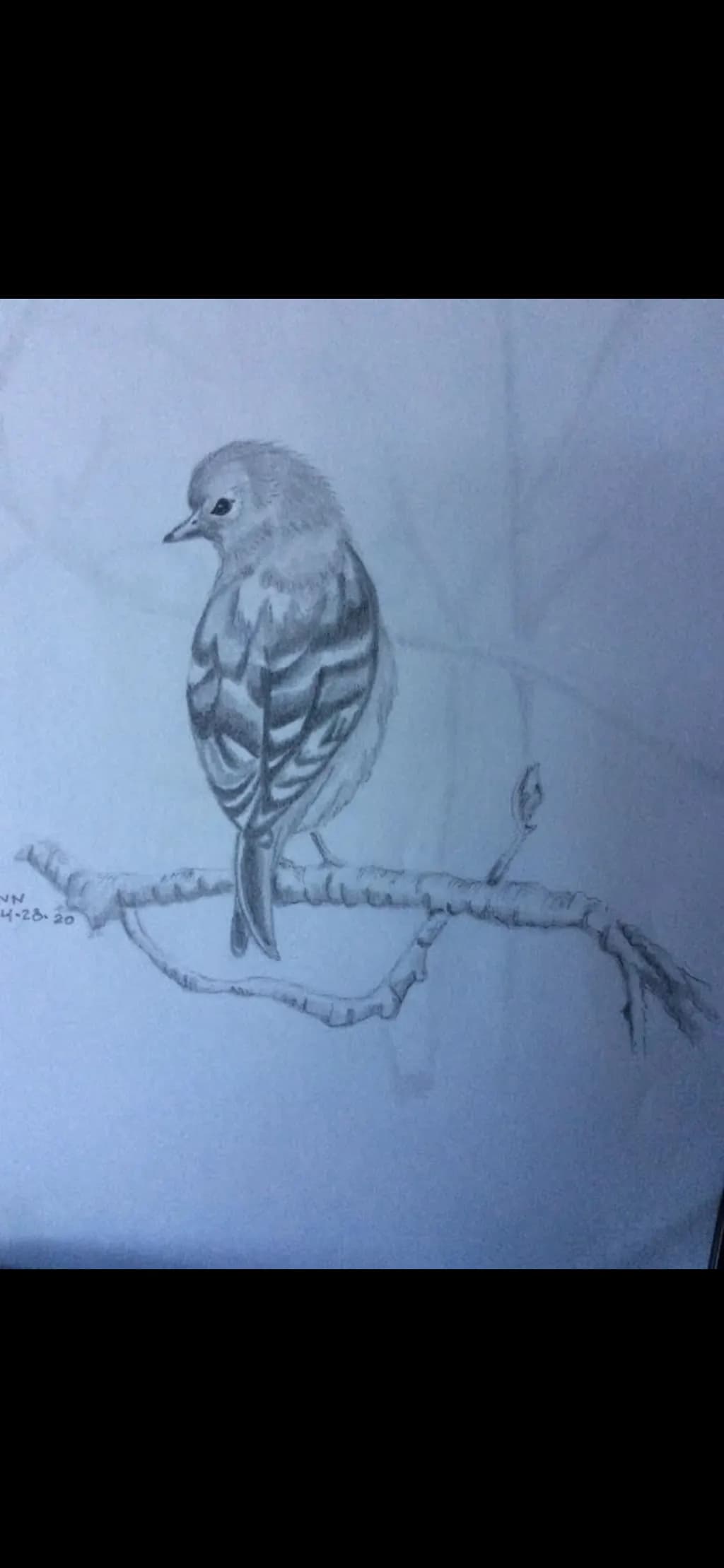 Perched in Pencil