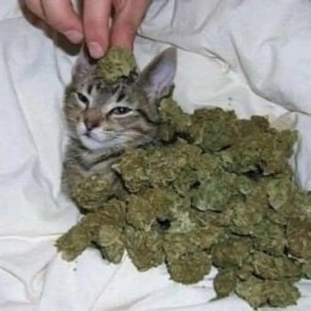 Bud Blanket