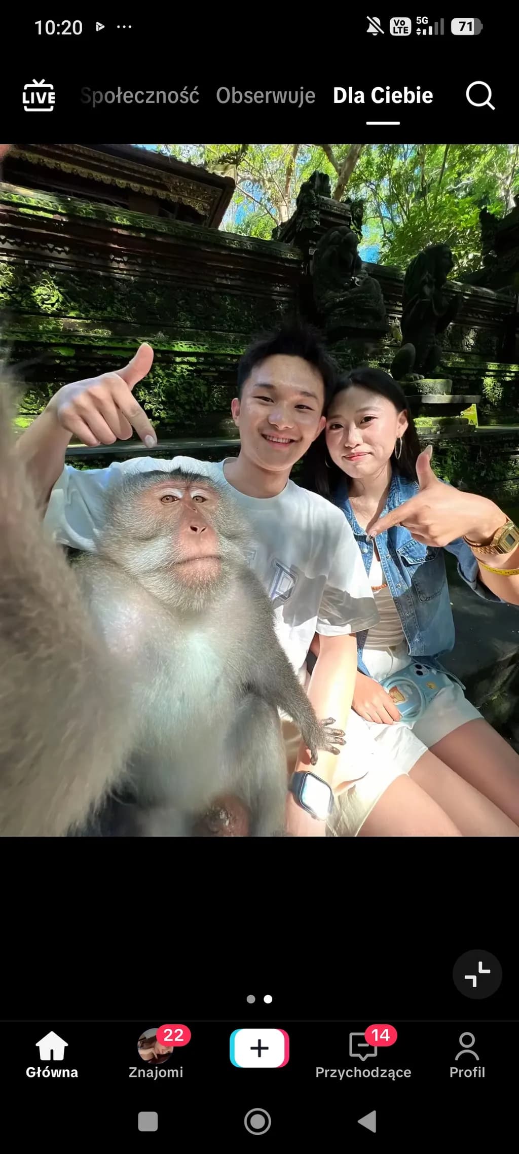 Monkey Selfie Trio