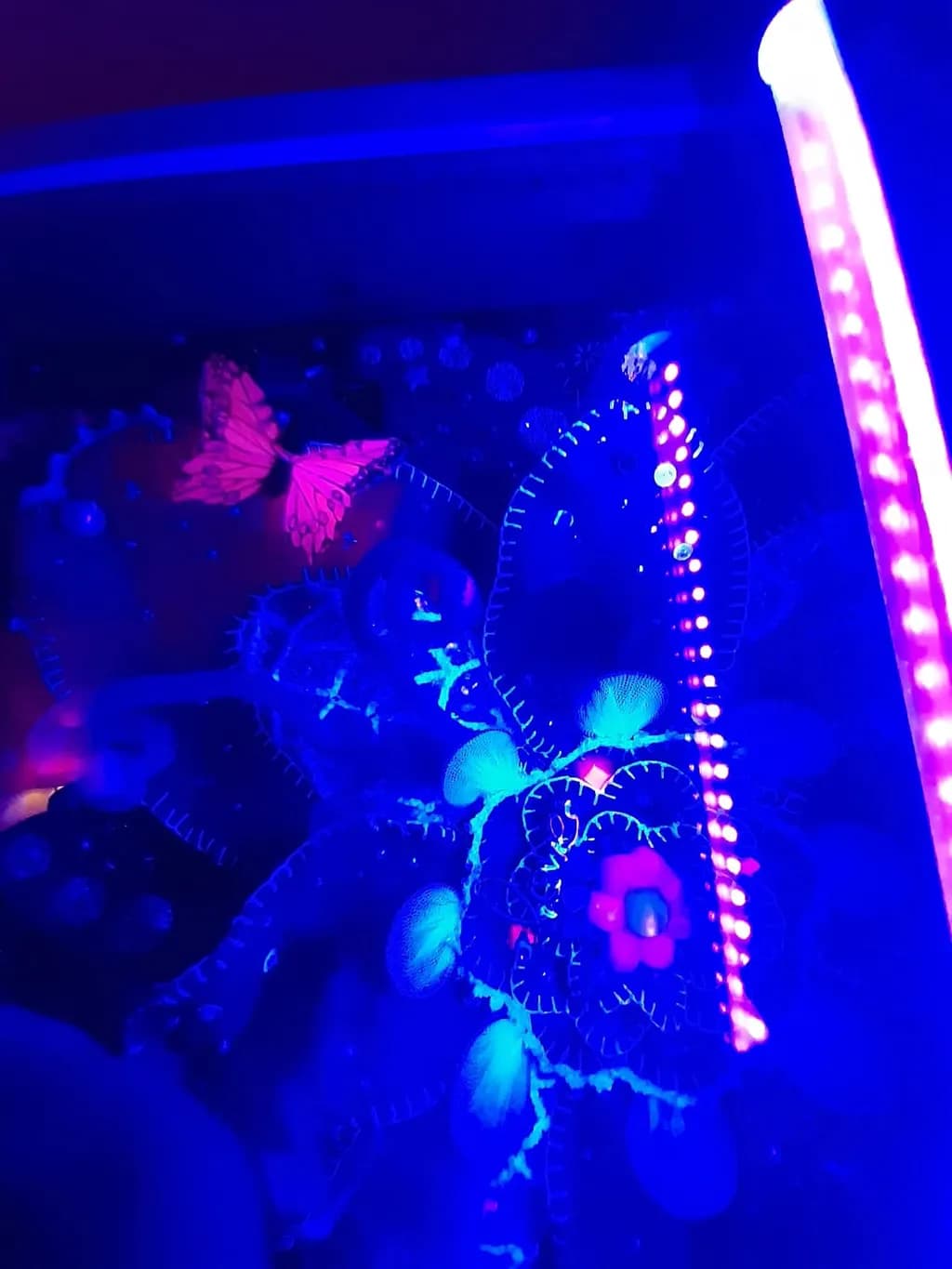 Neon Bloom