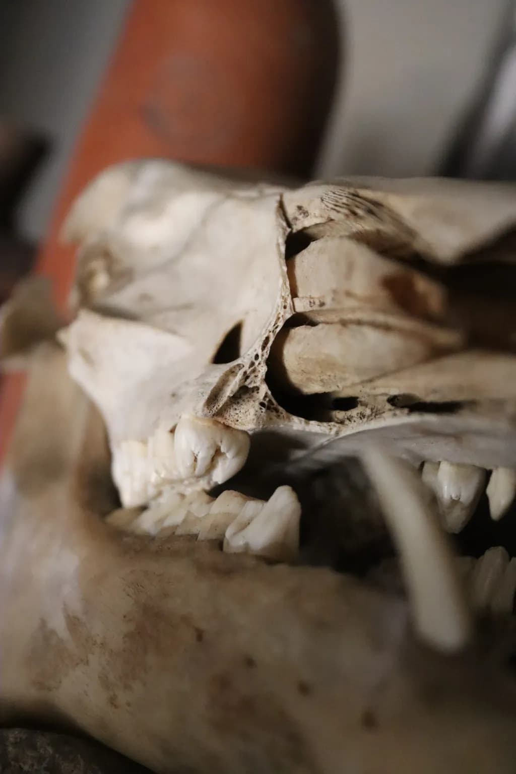 Fragmented Skull