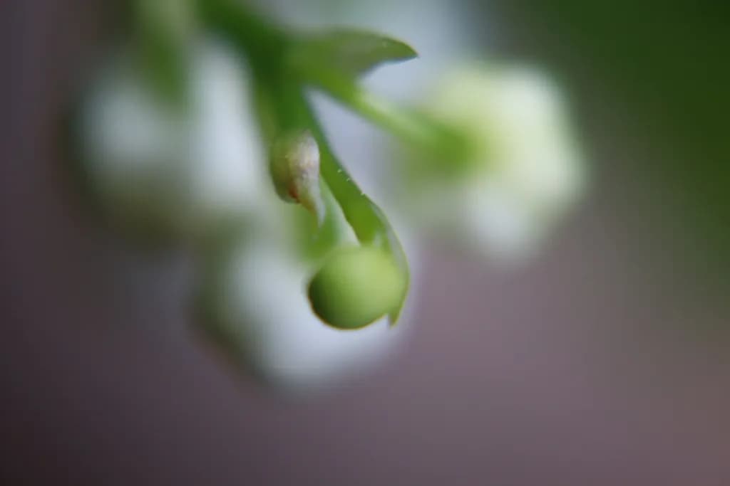 Emerging Green Bloom