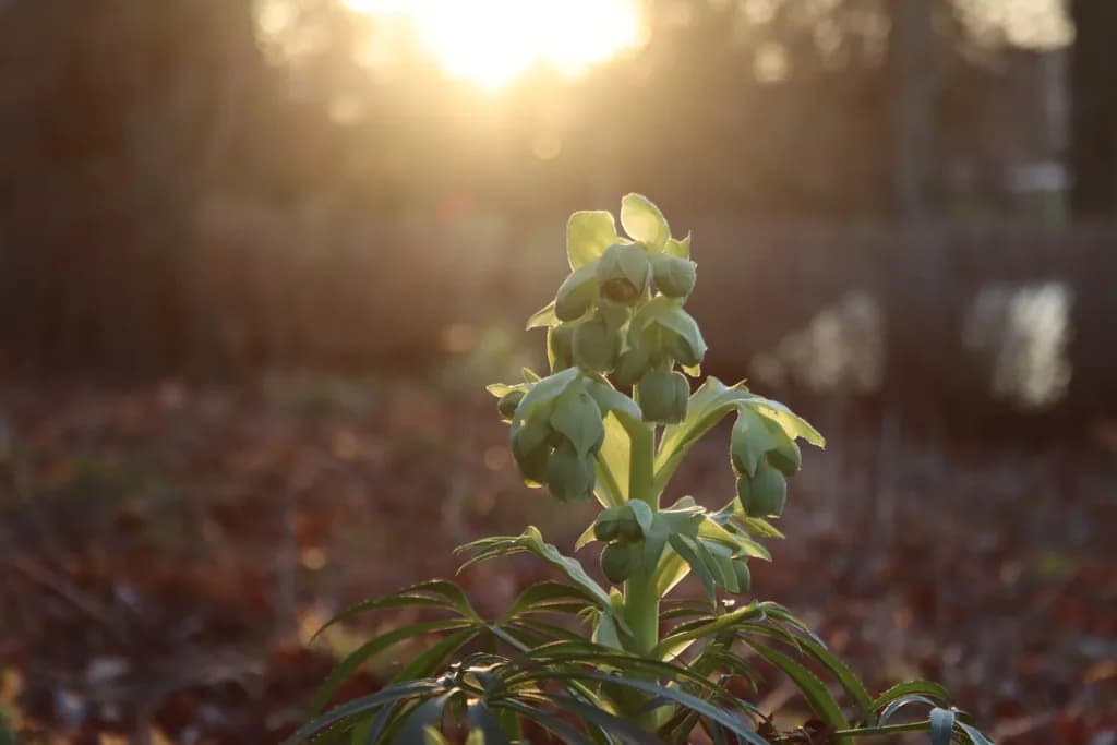 Sunlit Bloom