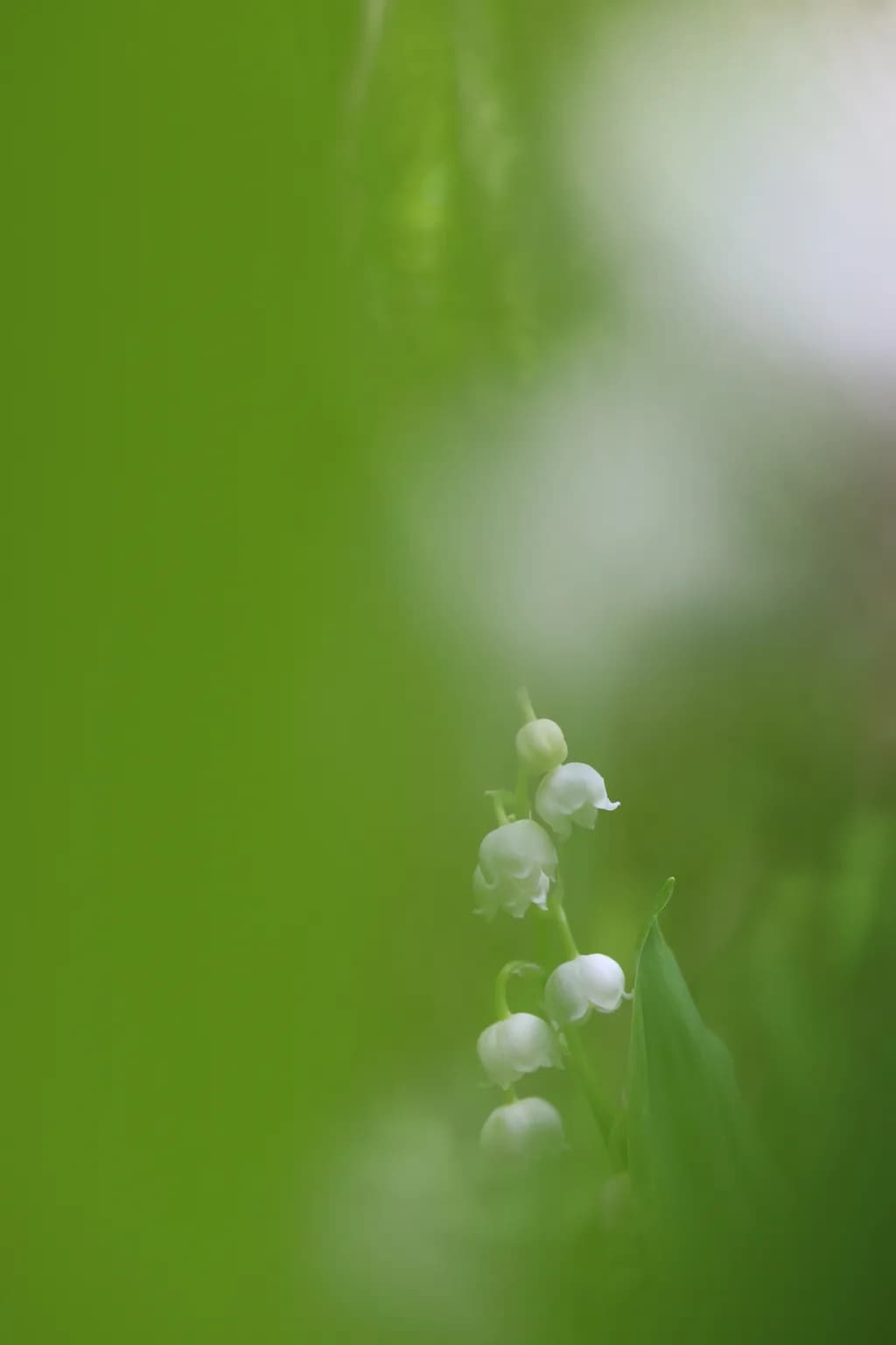 Lily of the Valley Glow