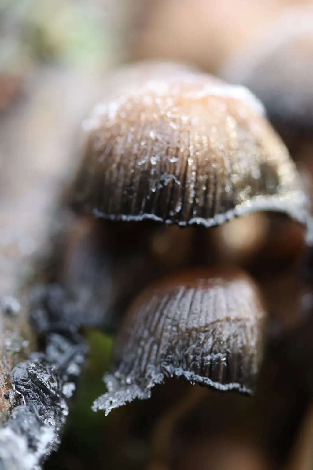 Frosted Caps