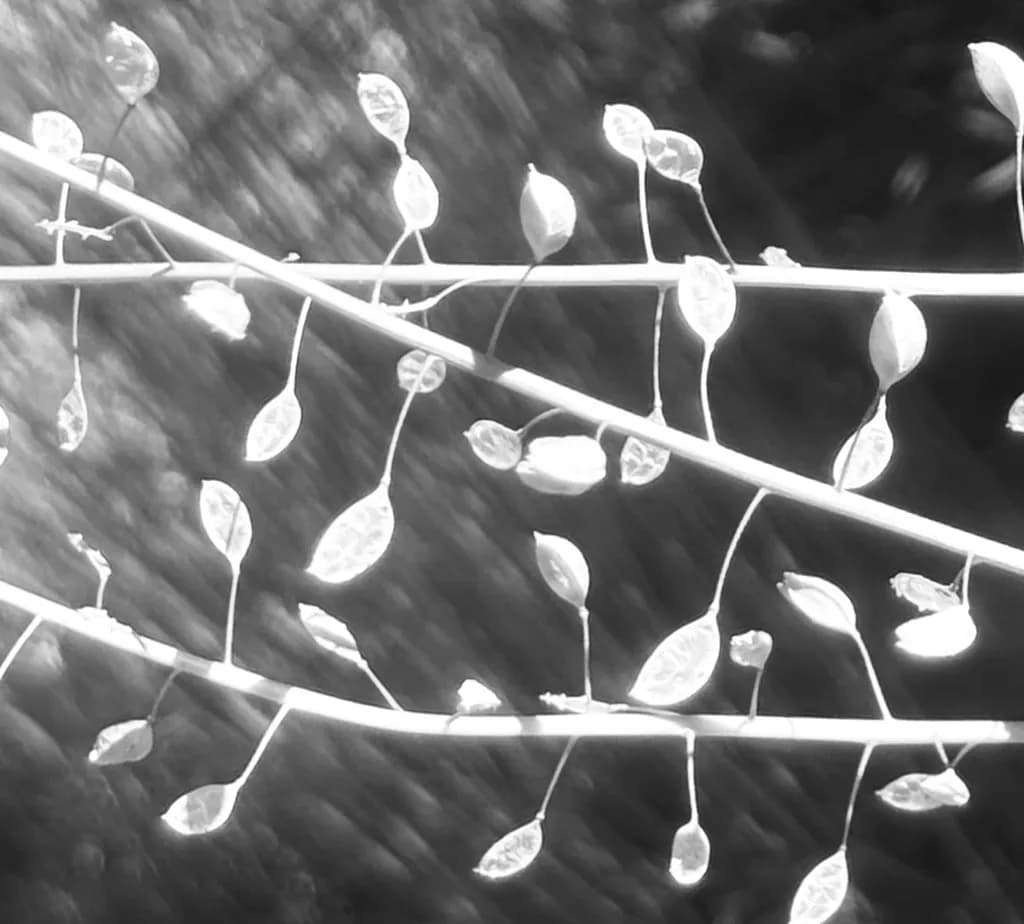Luminous Branches