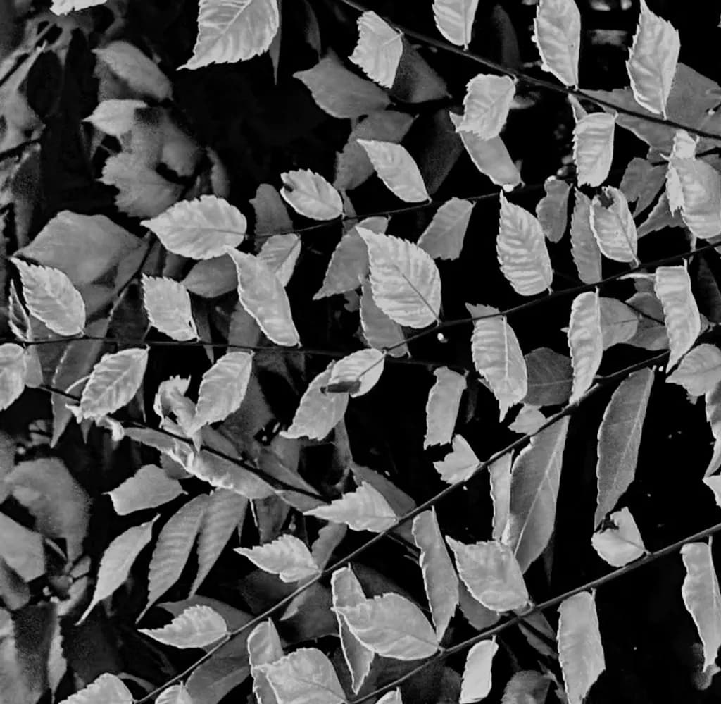 Monochrome Foliage