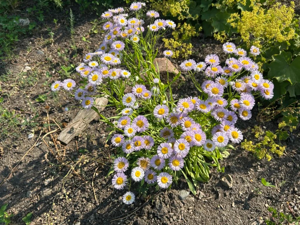Wildflower Cluster