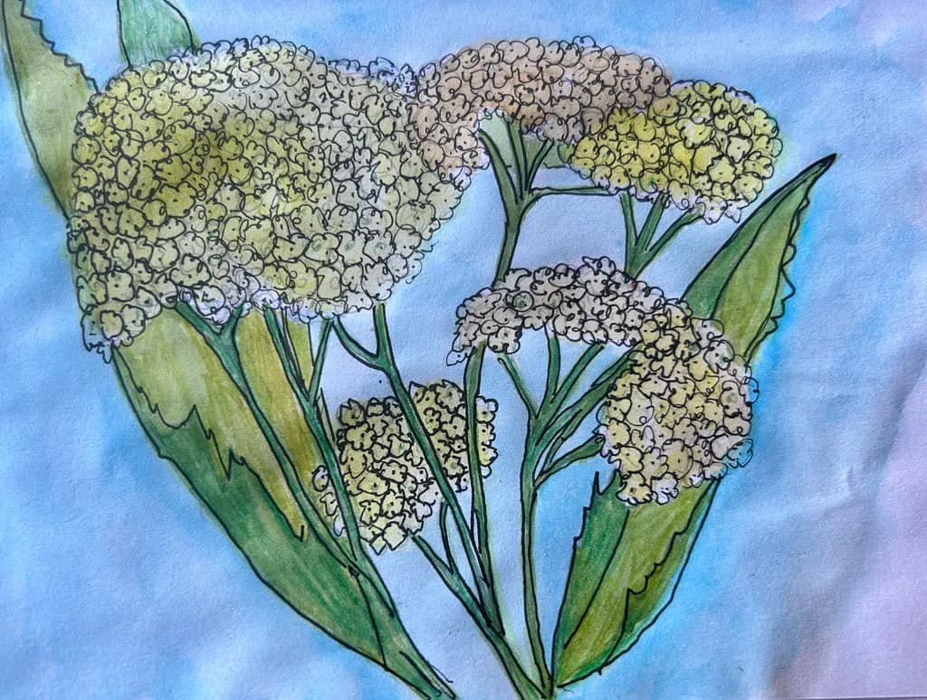 Yarrow Blooms