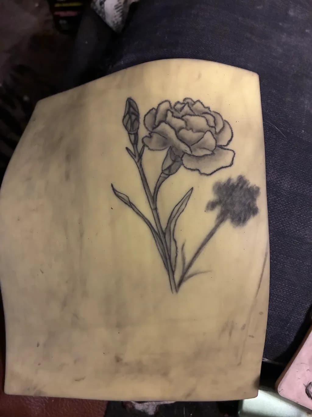 Carnation Sketch
