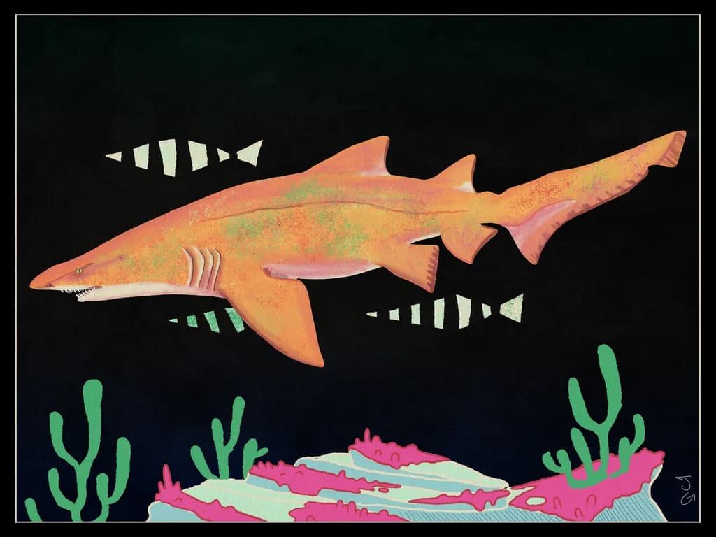 Coral Reef Shark