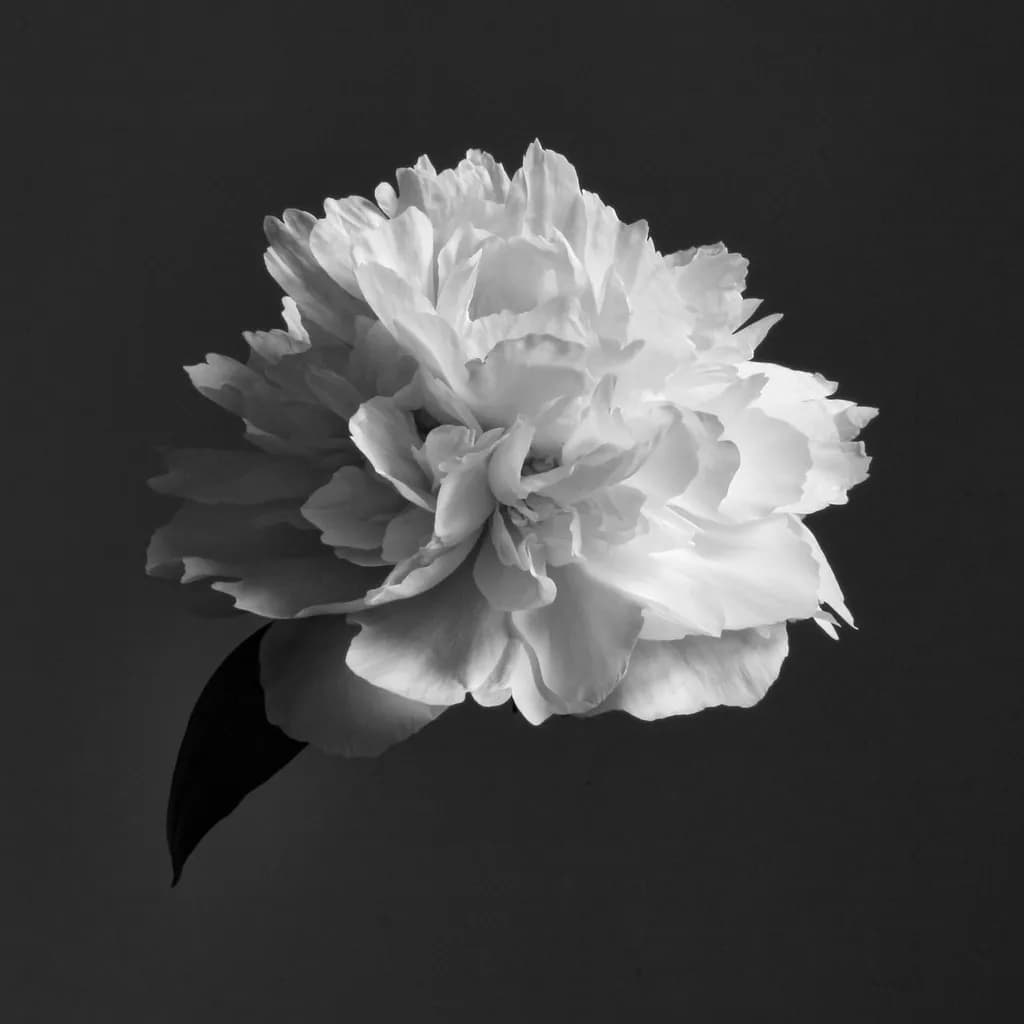 White Flower Study