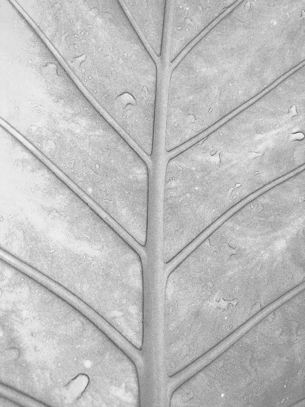 Leaf Veins Abstract