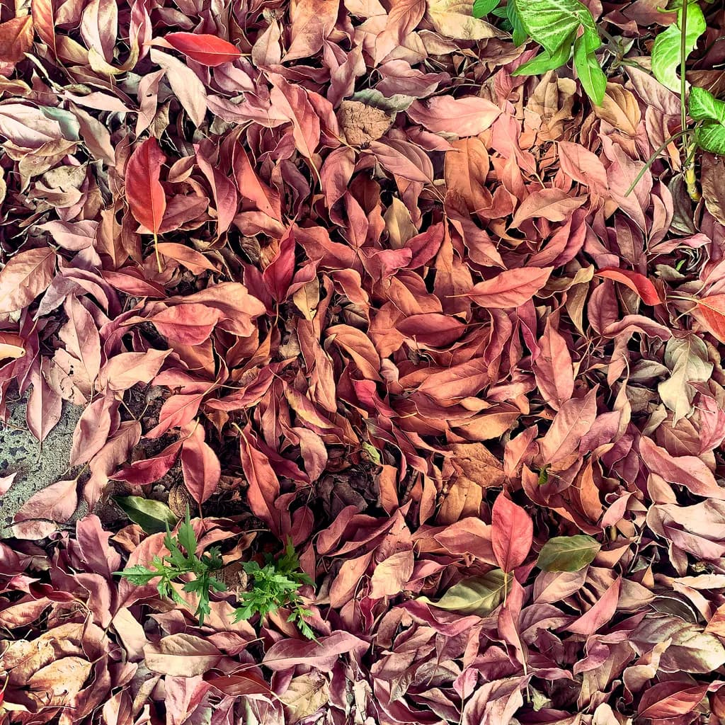 Autumn Mosaic