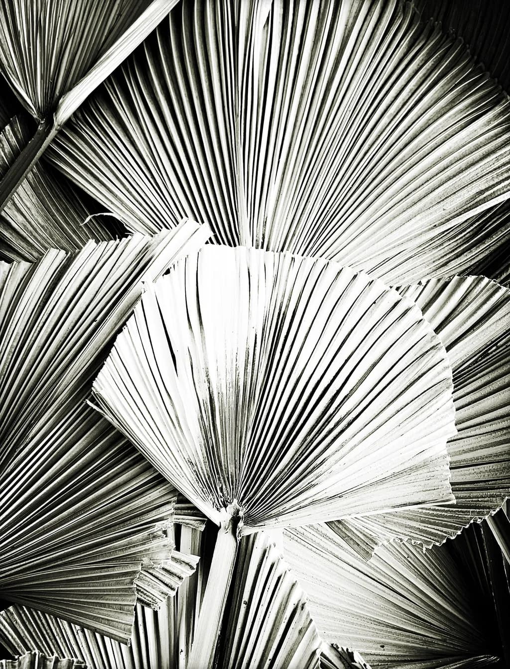 Natura Geometry