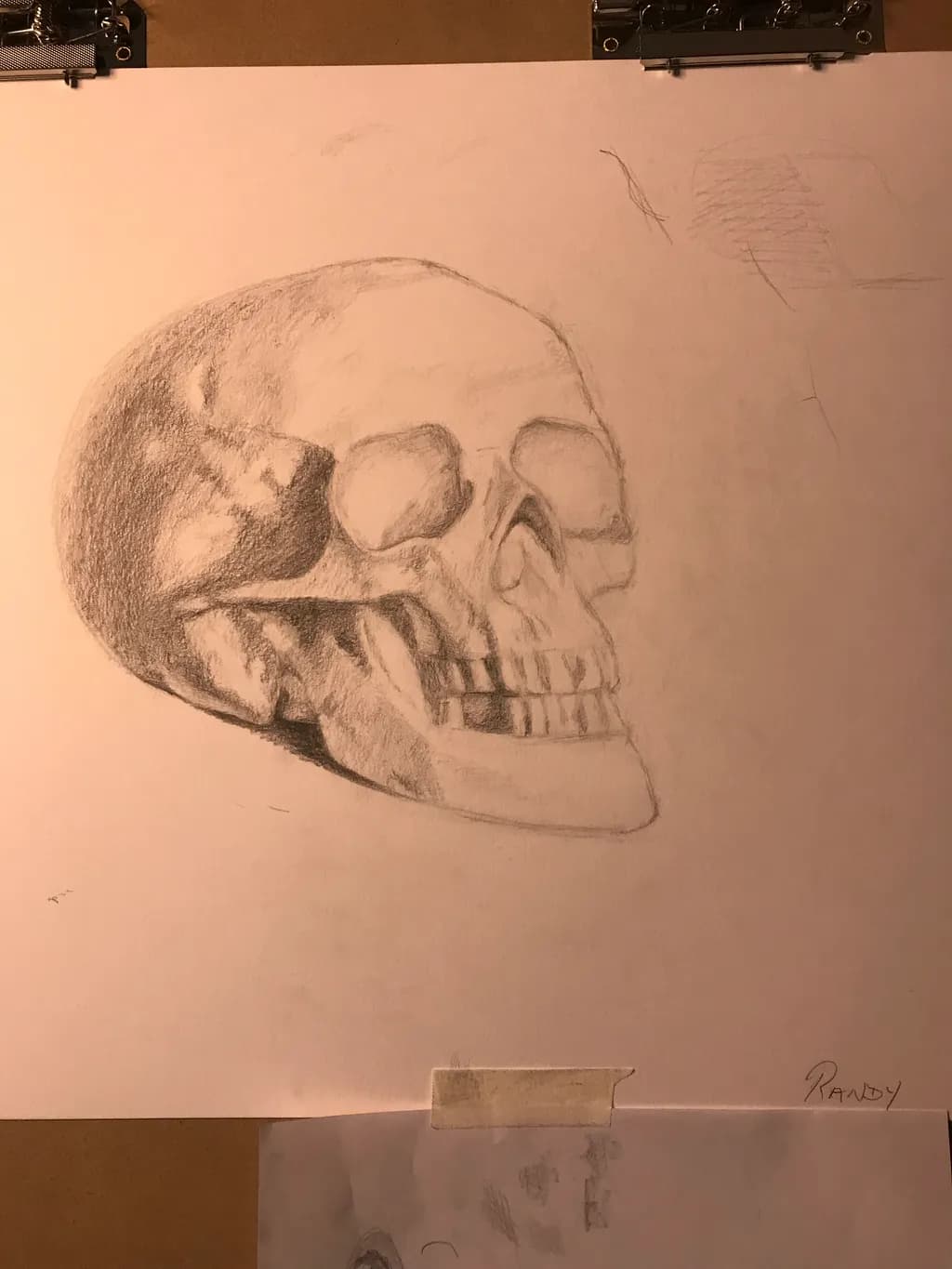 Contoured Skull