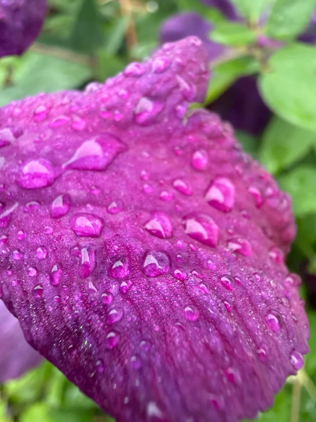 Rain-Kissed Petal
