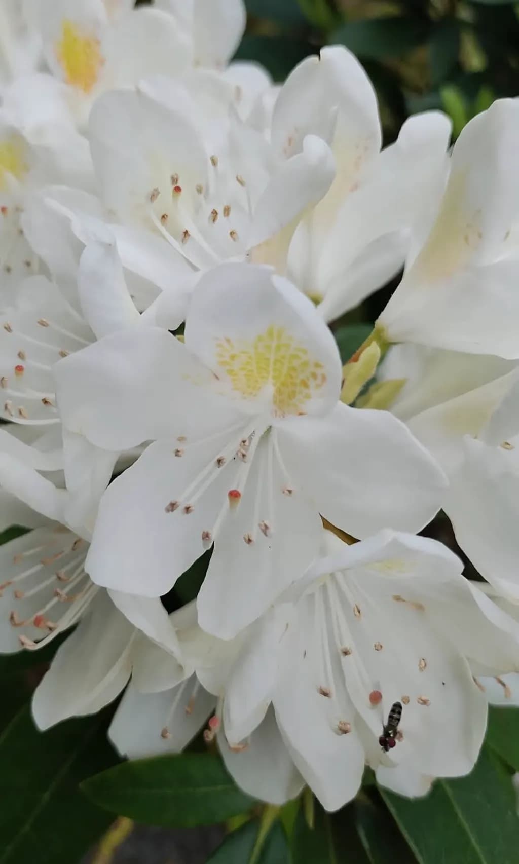White Azalea Bloom