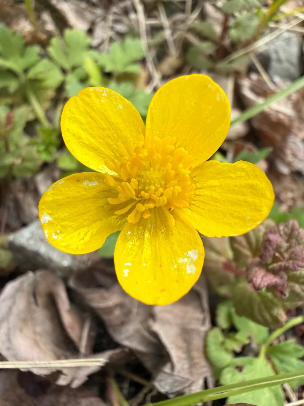 Golden Buttercup