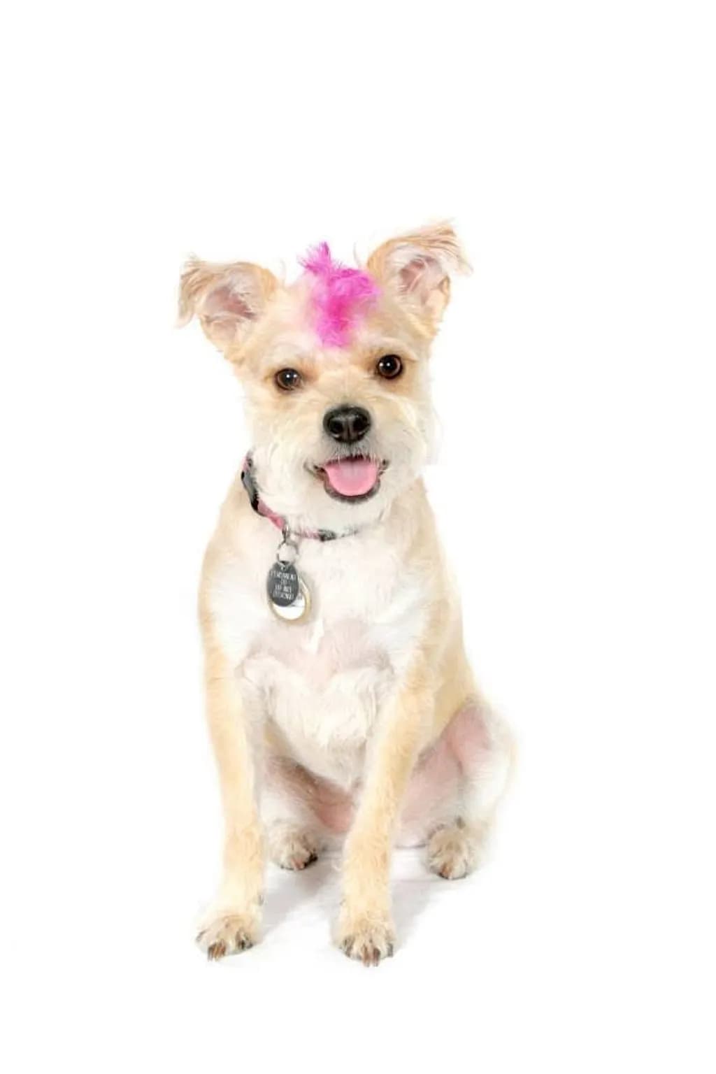 Pink Mohawk Pup