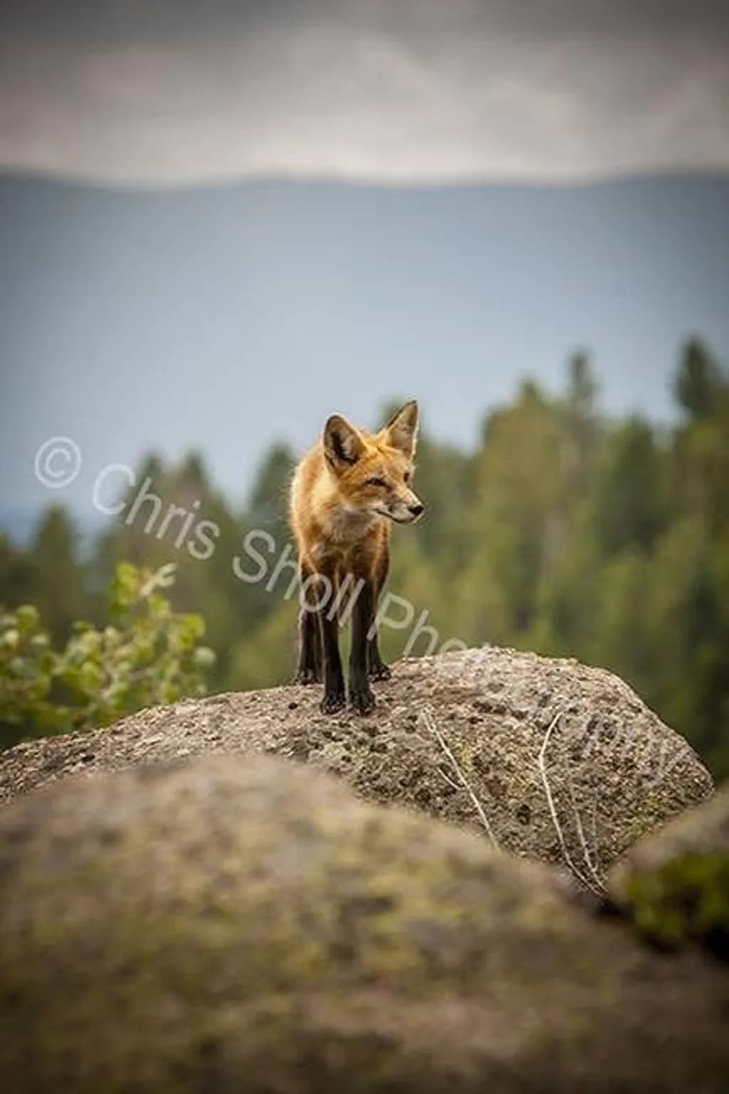 Watchful Fox