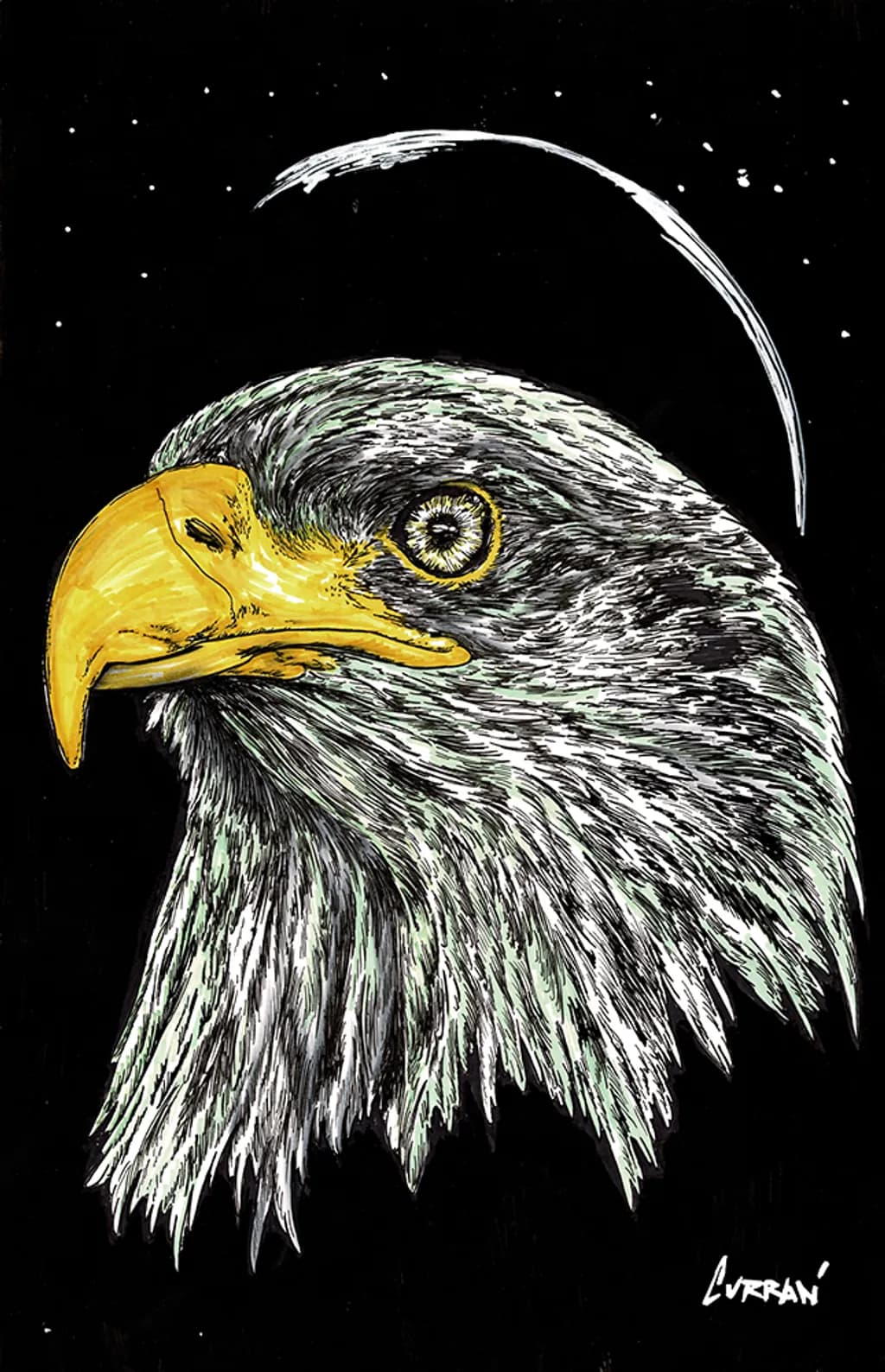 Bald Eagle