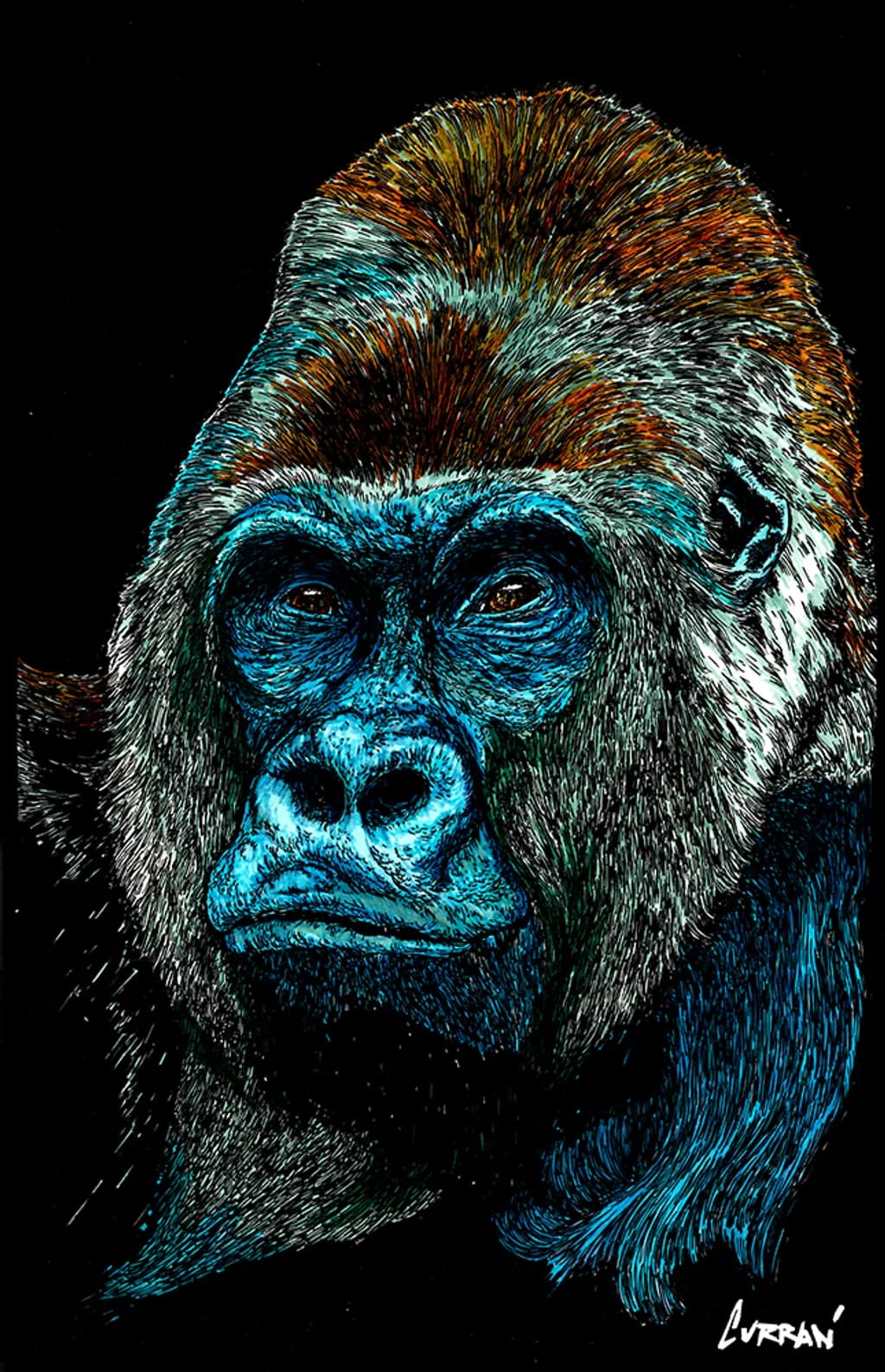 Gorilla Gaze
