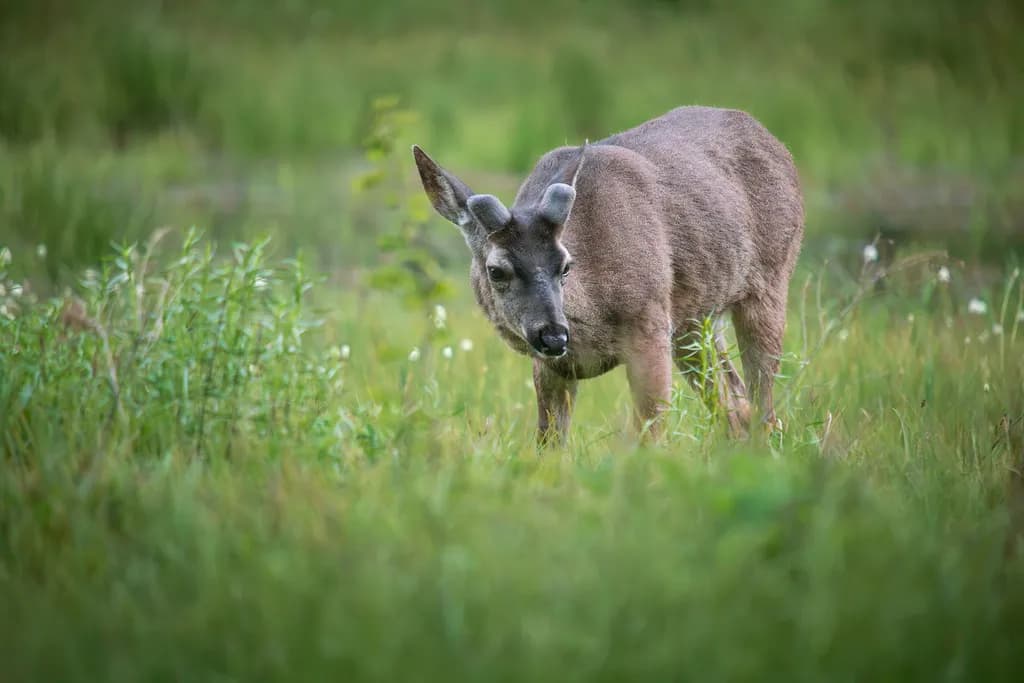 Gentle Buck in Grass